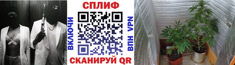 Шишки марихуана план  закладка  Сальск 